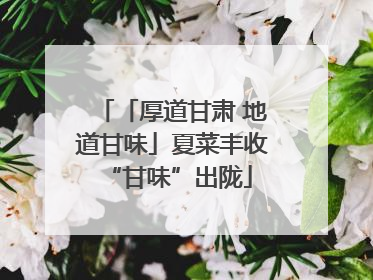 「厚道甘肃 地道甘味」夏菜丰收 “甘味”出陇