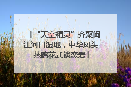 “天空精灵”齐聚闽江河口湿地，中华凤头燕鸥花式谈恋爱