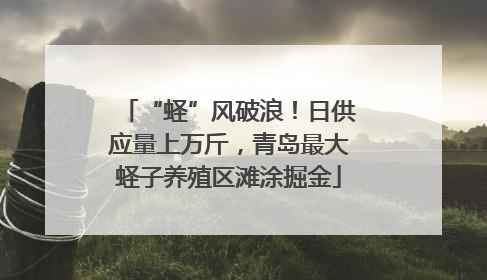 “蛏”风破浪！日供应量上万斤，青岛最大蛏子养殖区滩涂掘金