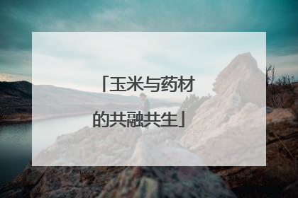 玉米与药材的共融共生