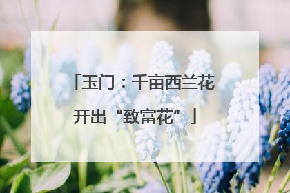玉门：千亩西兰花开出“致富花”