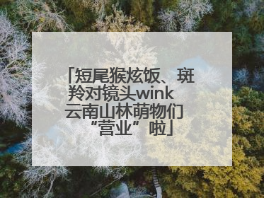 短尾猴炫饭、斑羚对镜头wink 云南山林萌物们“营业”啦