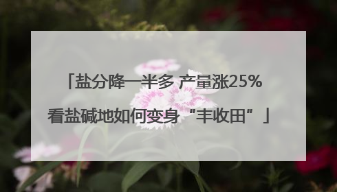 盐分降一半多 产量涨25% 看盐碱地如何变身“丰收田”