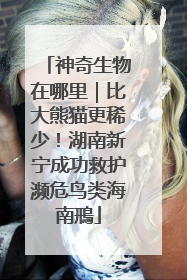 神奇生物在哪里｜比大熊猫更稀少！湖南新宁成功救护濒危鸟类海南鳽