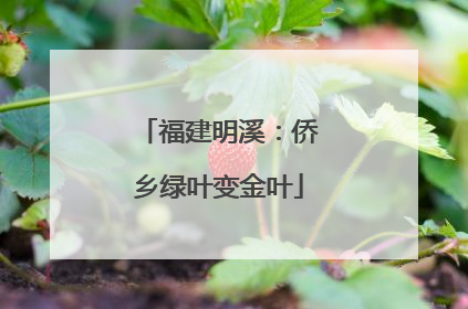 福建明溪：侨乡绿叶变金叶