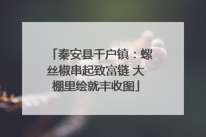 秦安县千户镇：螺丝椒串起致富链 大棚里绘就丰收图