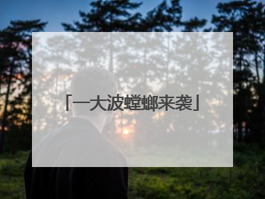 一大波螳螂来袭