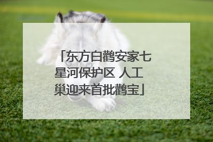 东方白鹳安家七星河保护区 人工巢迎来首批鹳宝
