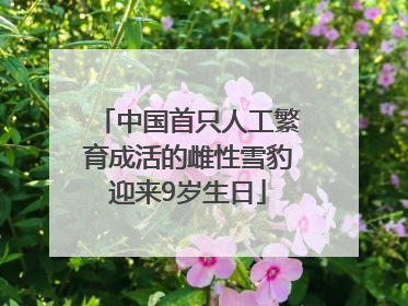 中国首只人工繁育成活的雌性雪豹迎来9岁生日