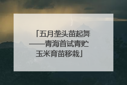 五月垄头苗起舞——青海首试青贮玉米育苗移栽