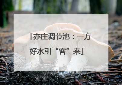 亦庄调节池：一方好水引“客”来