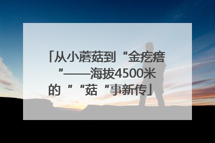 从小蘑菇到“金疙瘩“——海拔4500米的““菇“事新传