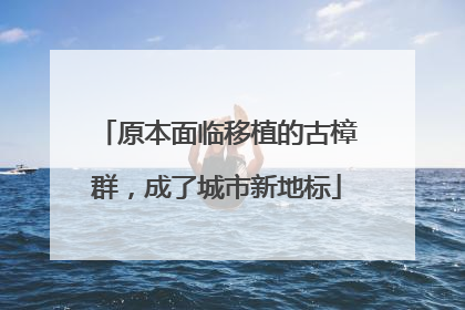 原本面临移植的古樟群，成了城市新地标