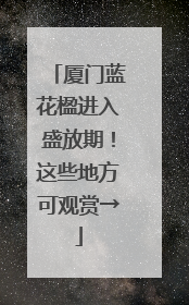 厦门蓝花楹进入盛放期！这些地方可观赏→
