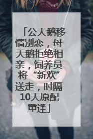 公天鹅移情别恋，母天鹅拒绝相亲，饲养员将“新欢”送走，时隔10天原配重逢