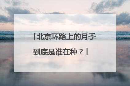 北京环路上的月季到底是谁在种？