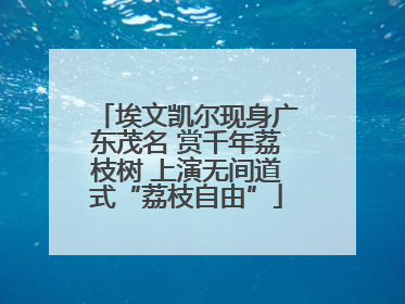 埃文凯尔现身广东茂名 赏千年荔枝树 上演无间道式“荔枝自由”