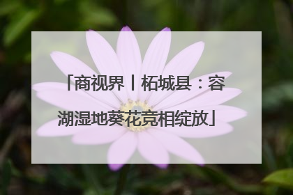 商视界丨柘城县：容湖湿地葵花竞相绽放