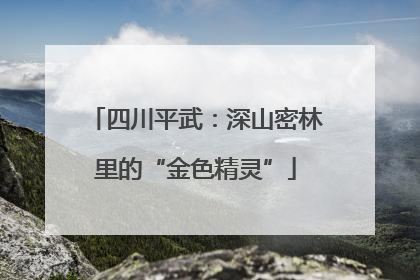 四川平武：深山密林里的“金色精灵”