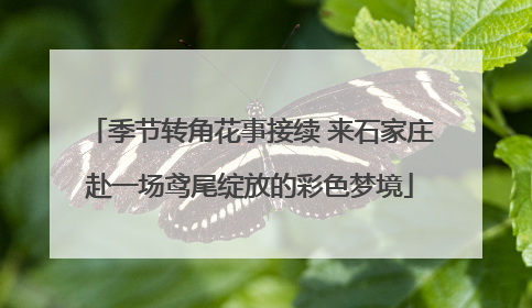 季节转角花事接续 来石家庄赴一场鸢尾绽放的彩色梦境