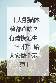 大熊猫体检都查啥？有请模范生“七仔”给大家做个示范