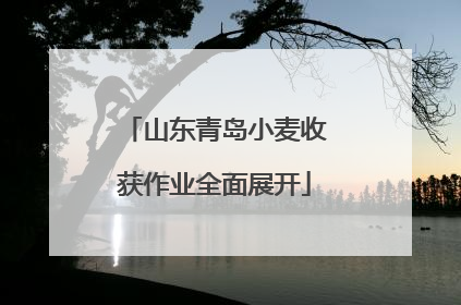 山东青岛小麦收获作业全面展开