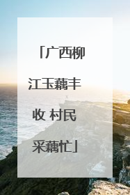 广西柳江玉藕丰收 村民采藕忙