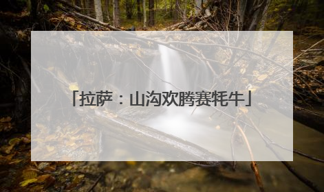 拉萨：山沟欢腾赛牦牛