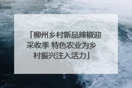柳州乡村新品辣椒迎采收季 特色农业为乡村振兴注入活力