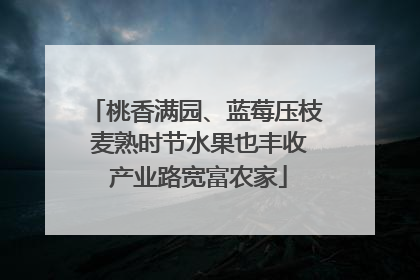 桃香满园、蓝莓压枝 麦熟时节水果也丰收 产业路宽富农家