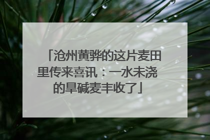 沧州黄骅的这片麦田里传来喜讯：一水未浇的旱碱麦丰收了
