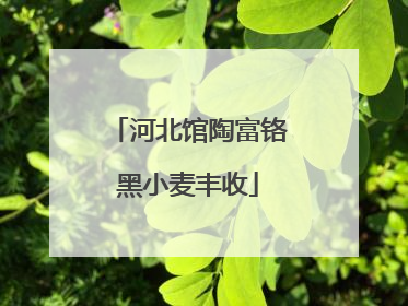 河北馆陶富铬黑小麦丰收
