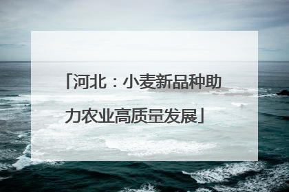 河北：小麦新品种助力农业高质量发展