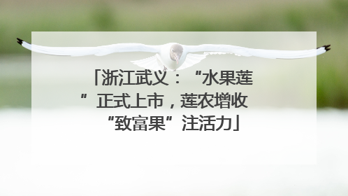 浙江武义：“水果莲”正式上市，莲农增收“致富果”注活力