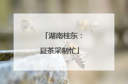 湖南桂东：夏茶采制忙
