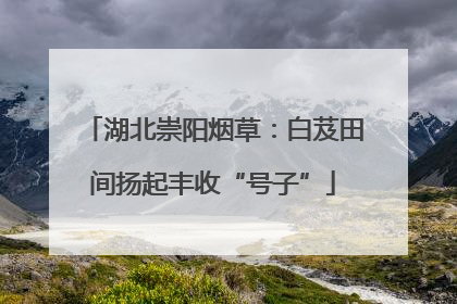 湖北崇阳烟草：白芨田间扬起丰收“号子”