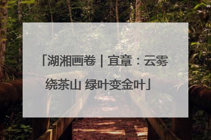 湖湘画卷｜宜章：云雾绕茶山 绿叶变金叶