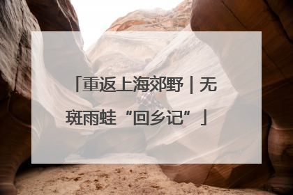 重返上海郊野｜无斑雨蛙“回乡记”
