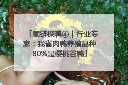 顺链探鸭④｜行业专家：我省肉鸭养殖品种80%是樱桃谷鸭