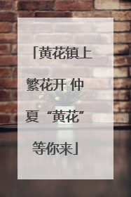 黄花镇上繁花开 仲夏“黄花”等你来
